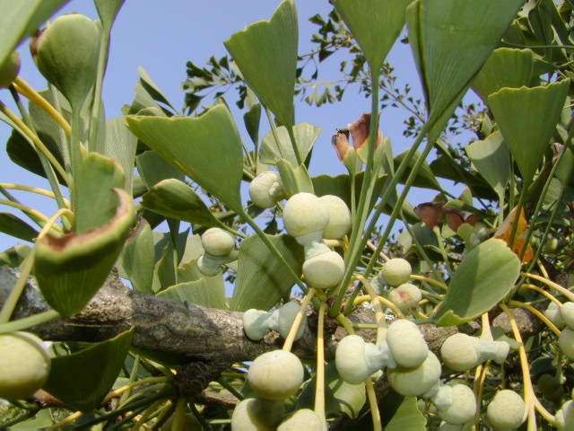 Ginkgo Biloba Ginkgo Biloba