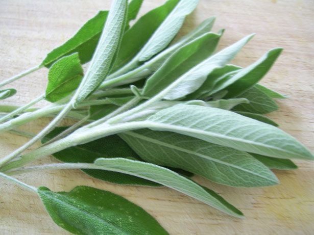 Salvia Salvia
